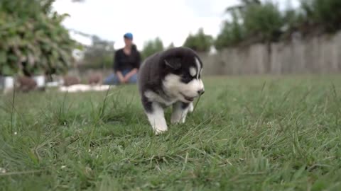 Cachorros jugando