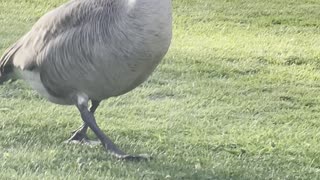 Goose hanging around the garden.