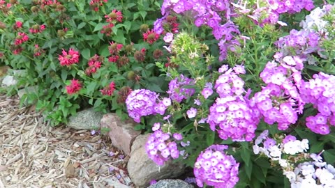 Small Backyard Cottage Style Garden tour