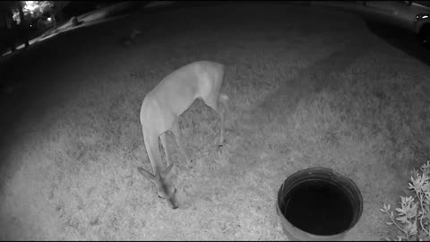 Whitetail deer in my Cypress (Houston) neighborhood - Cam3 8/13/23 am