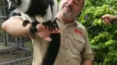 One amazingly beautiful Creature 🐒 black and white lemur