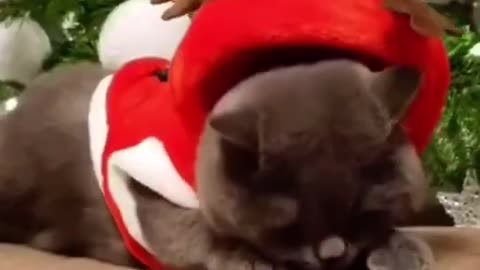 Kitten goes naughty for Christmas tree
