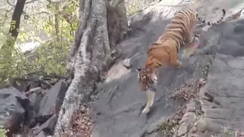 Live Tiger Attack and kill | Close to my eys. #share