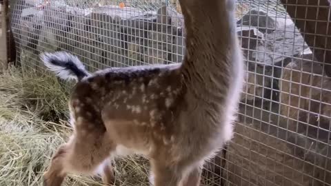 Deer are fed milk