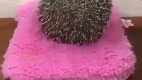 Hedgehog or ball？