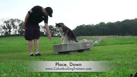 Dog Training 18 Month Old Siberian Husky, Saber! Before After 2 Week Board and Train