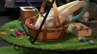 Crazy cockatoo makes gigantic mess with basket of Leggos