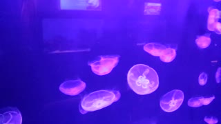 Testing Jellyfish