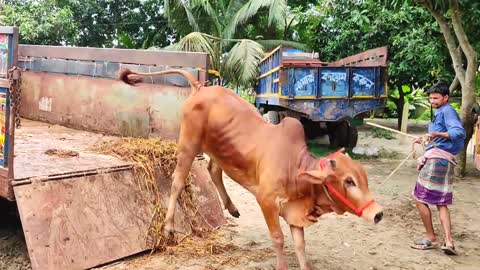 Cow unloading at very popular village cattle market