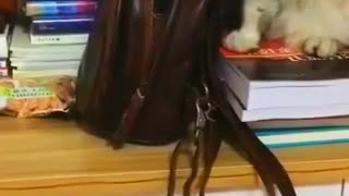 Cat steals the owner's bag