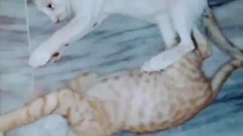funny cats compilation 2020__funny cats and dogs videos__Animals fight__cats are mewing__funny video