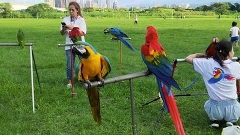 How do they raise parrots?