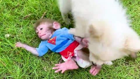 Baby monkey Bon Bon and puppy harvest fruit in the farm