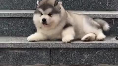 Smart Alaskan Malamute Funny Pets