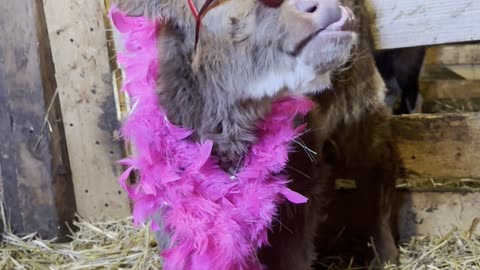 Highland Cow Enters Her Elton John Era