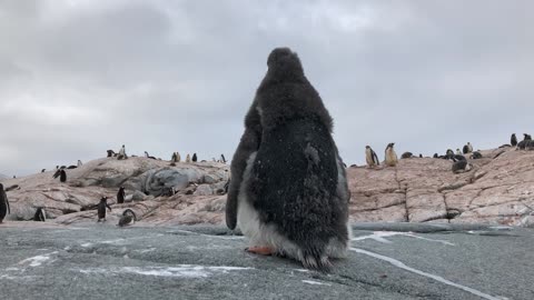 Penguin Gives Camera an Unexpected Surprise