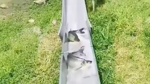 Fish catching by dog