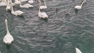 annecy Ducks