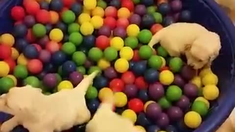 Golden Retriever Puppies Having A Ball In The Ball Pit