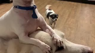 Patient Pooch is Chill with Chihuahua