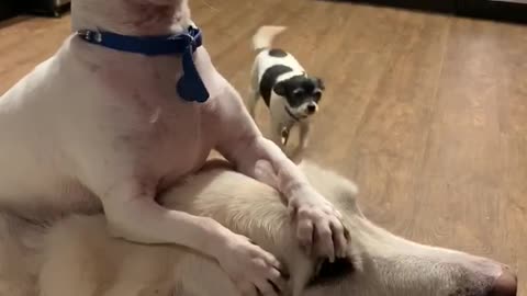 Patient Pooch is Chill with Chihuahua