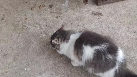 The kitty videos #shorts #viral #funny #cat #shortvideo #video #cutecat #cute #subscribe #viralvideo