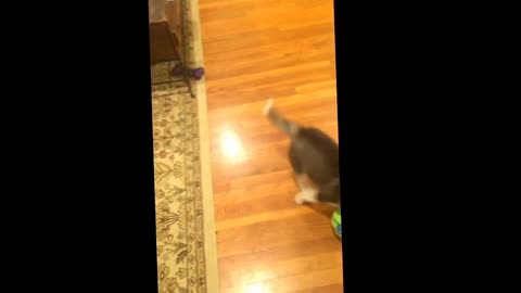 8 week old baby Husky playing with a Wobble Wag Giggle Ball