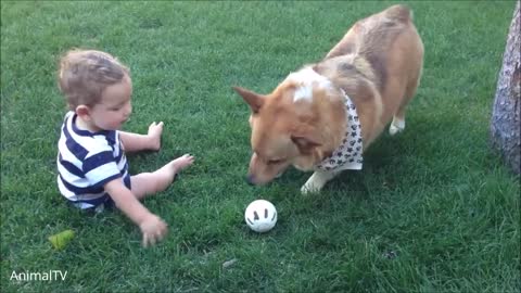 Corgi Are The Best - CUTEST Compilation