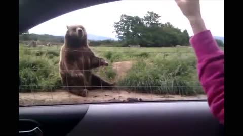 Bear saying goodbye