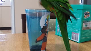 Birdie Trying to Bathe in an Empty Cup