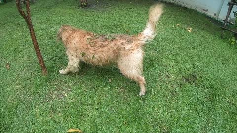 After rain with Golden Retriever