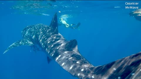 Beautyfull whale shark walking in warer