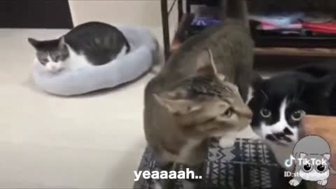 Cat Talking to Hooman