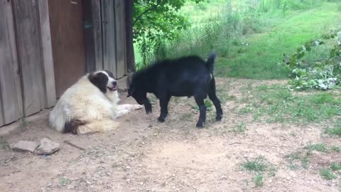 Goat annoys dog || Viral Video UK