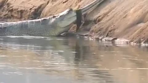 How crocodile moves