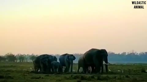 How do elephants mateing have you seen ever || Wild Animal