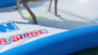 Deer Urinates on Slip-and-Slide