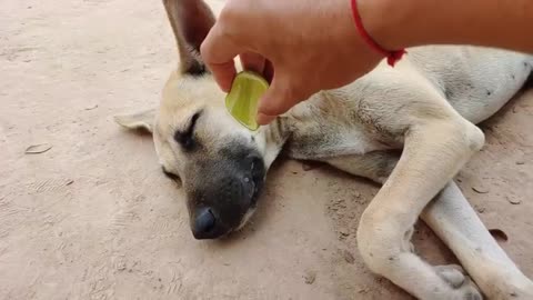 Wow Amazing!!! Lemon Prank Dog So Funny Try To Stop Laugh Challenge Very good