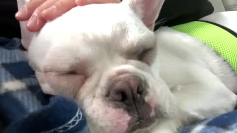 my dog snores when she sleeps