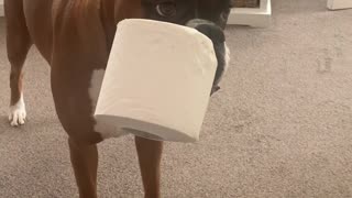 Nimble Doggo Plays Keepaway with Toilet Roll