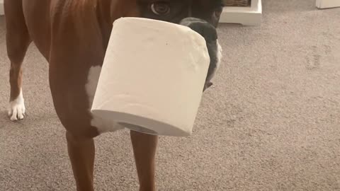 Nimble Doggo Plays Keepaway with Toilet Roll