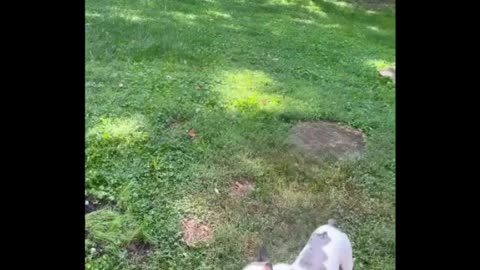 Frenchie loves the water hose! #dog #bulldog #cutepuppy