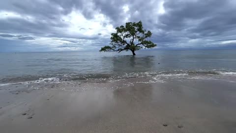 Lonely me and tree