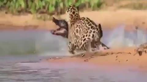 Crocodile was defeated in the river unexpected