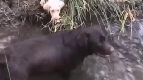 Puppy accidentally knocks dog off boat into the water / new video / funny video