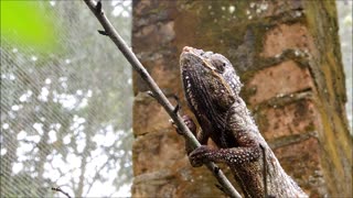 Fast Move From Malagasy giant chameleon eats cricket