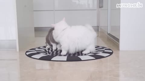 Is it possible for cats to walk on optical illusions?