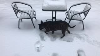 Bella’s first time in snow!