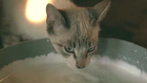 Cute cat drinking milk 🥛☺️