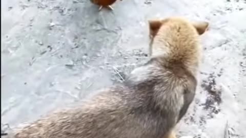 Chicken Vs Dog Fight - Funny Dog Fight Videos